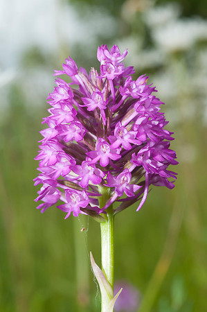 Anacamptis pyramidalis, Pyramidal Orchid