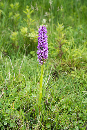 Dactylorhiza praetermissa, Common or Southern Marsh Orchids
