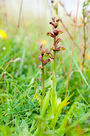 Coeloglossum viride, Frog Orchid