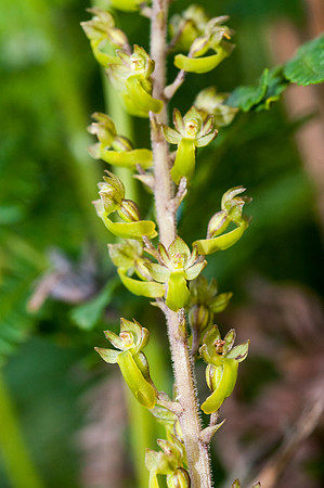 Neottia cordata, Lesser Twayblade