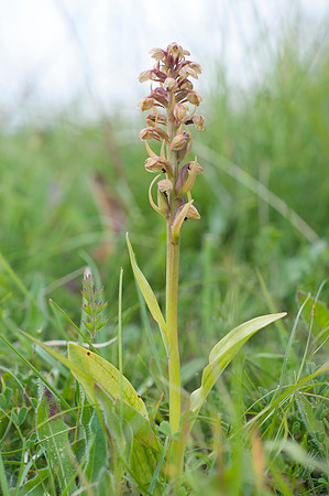 Coeloglossum viride, Frog Orchid