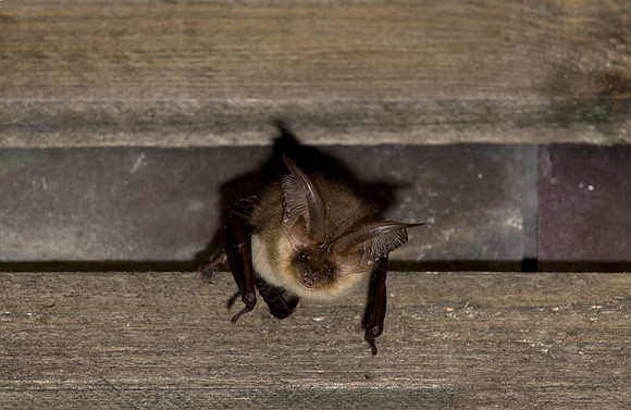 Plecotus auritus, Brown Long-eared Bat