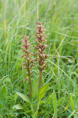 Coeloglossum viride, Frog Orchid