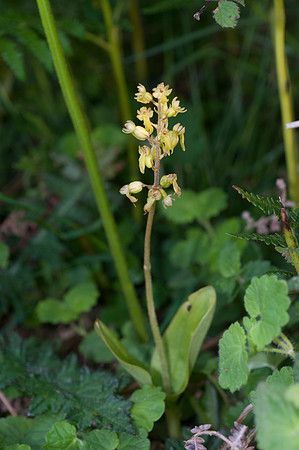 Neottia ovata, Common Twayblade