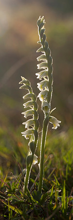 Spiranthes spiralis, Autumn Ladies Tresses