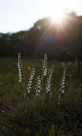 Spiranthes spiralis, Autumn Ladies Tresses