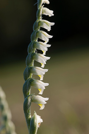 Spiranthes spiralis, Autumn Ladies Tresses