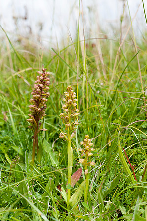 Coeloglossum viride, Frog Orchid