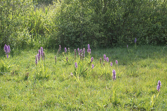 Dactylorhiza praetermissa, Common or Southern Marsh Orchids