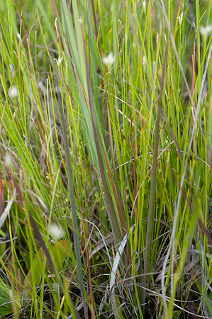 Hammarbya paludosa, Bog Orchid