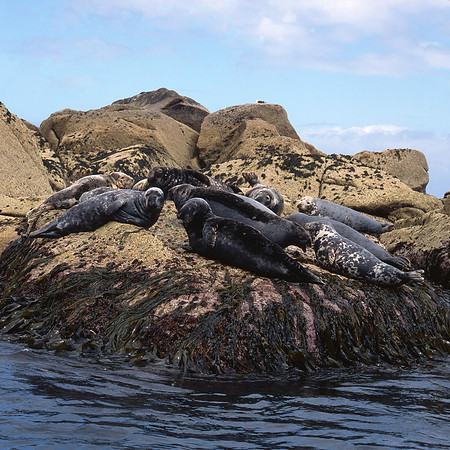 Grey Seals basking on rocks St Agnes, Isles of Scilly