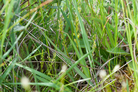 Hammarbya paludosa, Bog Orchid