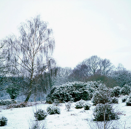 A snowy scene in the New Forest, a rare event!