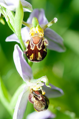 Ophrys apifera, Bee Orchid
