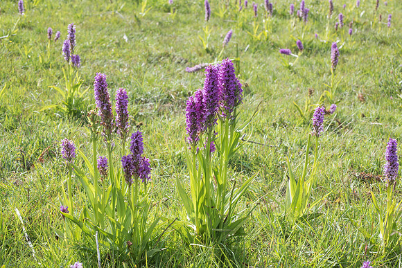 Dactylorhiza praetermissa, Common or Southern Marsh Orchids