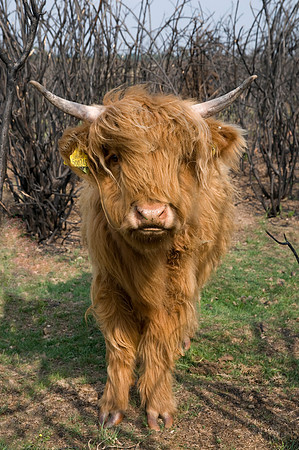 Miniature Highland Cow