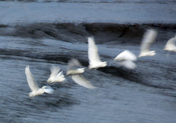 Egret in flight
