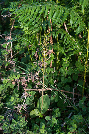 Neottia cordata, Lesser Twayblade