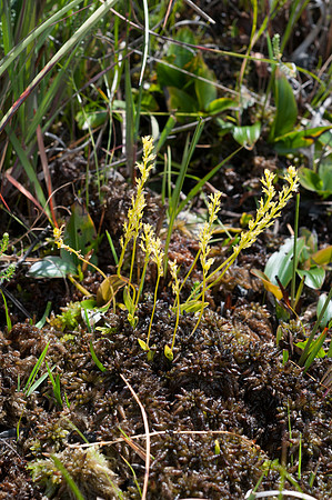 Hammarbya paludosa, Bog Orchid