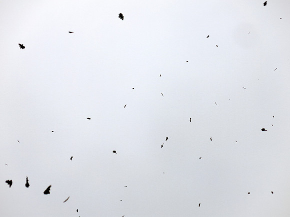 Leaves