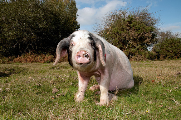 Nose rings are one of the cruellest things that are done to pigs
