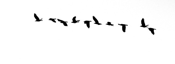 Rook 7