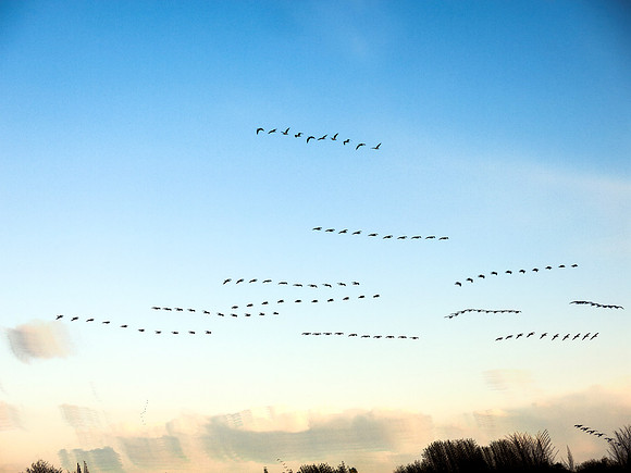 Gulls