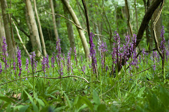 Orchis mascula