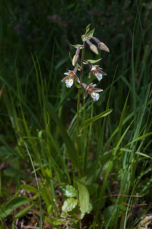 Epipactis palustris, Marsh Helleborine