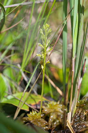 Hammarbya paludosa, Bog Orchid