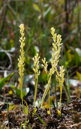 Hammarbya paludosa, Bog Orchid