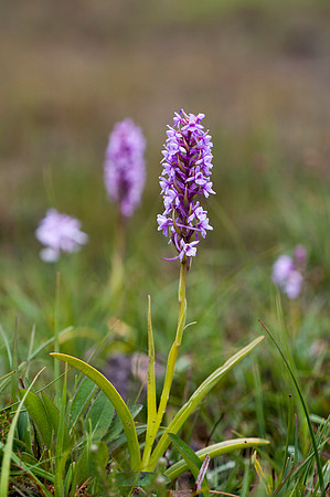 Gymnadenia borealis, heath fragrant orchid