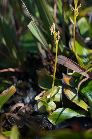 Hammarbya paludosa, Bog Orchid