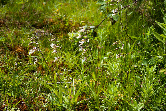 Epipactis palustris, Marsh Helleborine
