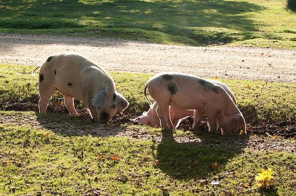 Pigs foraging for acorns under the ancient law of pannage