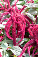 Amaranthus caudatus, Love-Lies-Bleeding