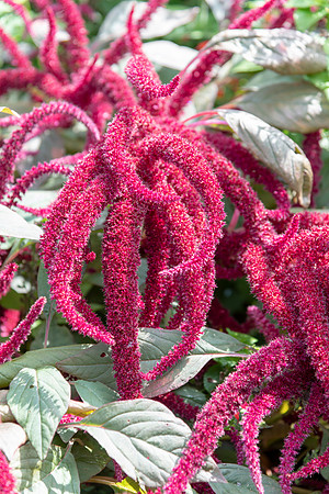 Amaranthus caudatus, Love-Lies-Bleeding