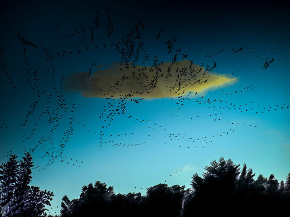 Rooks 2