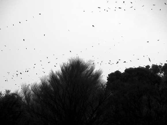 Rooks