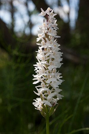 Dactylorhiza fuchsii, Common Spotted Orchid