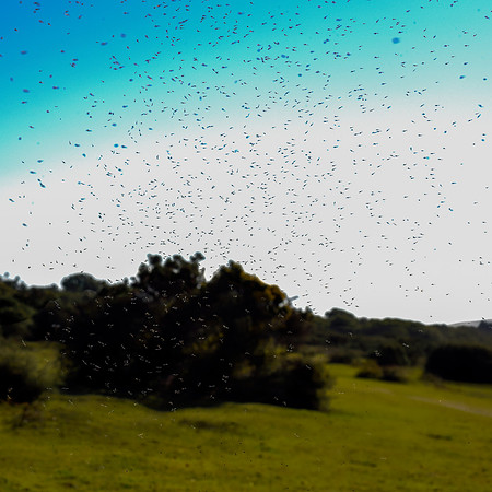 Midges 2