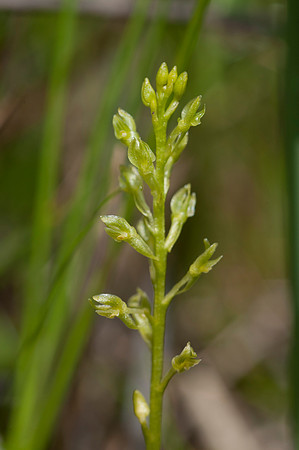 Hammarbya paludosa, Bog Orchid