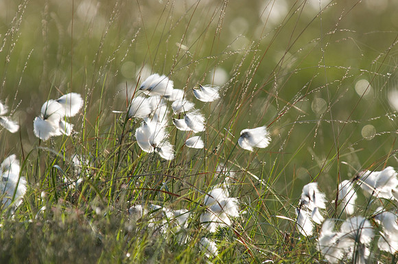 Cotton Grass Eriophorum sp.