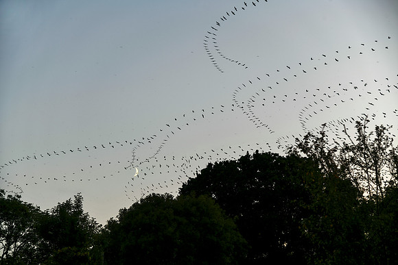 Rooks 6