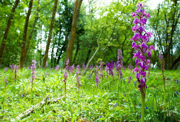 Orchis mascula