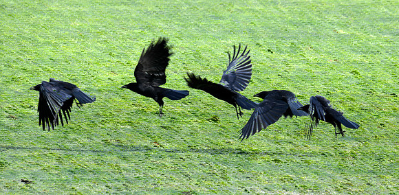 Crow