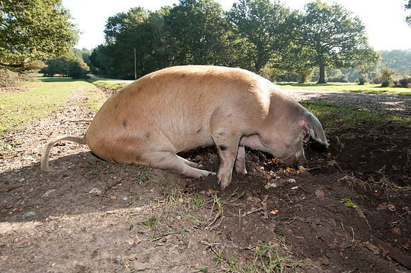 Pig foraging for acorns under the ancient law of pannage