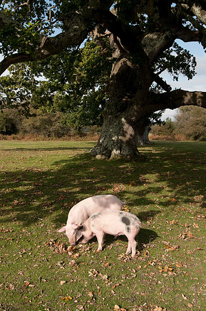 Pigs foraging for acorns under the ancient law of pannage