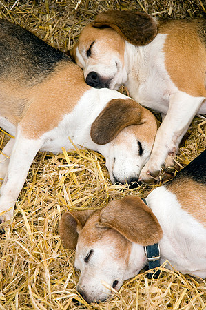 Three Foxhound Puppies