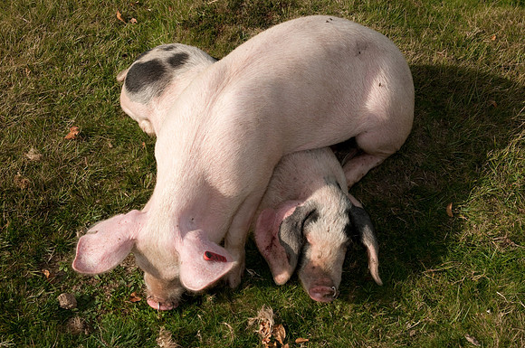 Pigs foraging for acorns under the ancient law of pannage